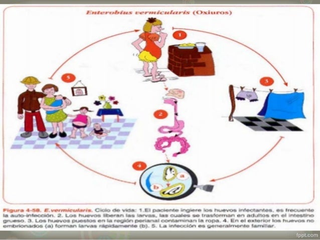 ciclo de vida de oxiuros